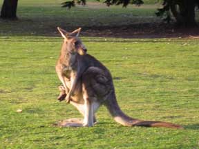 Worried Kangaroo