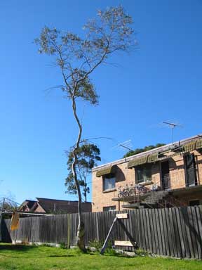 a tree in the garden