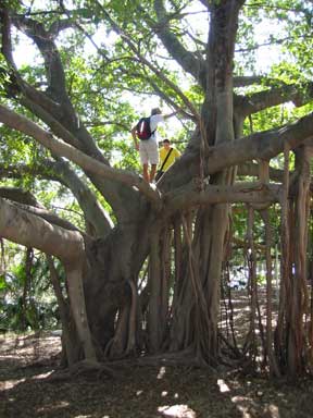 Peter, Andreas and The Tree