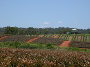 Fields Close to the Glasshouse Mountains, Australia