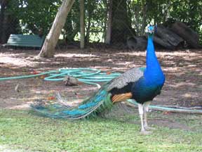 Innisfail: Peacock