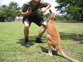 Innisfail: Tim and a Kangaroo