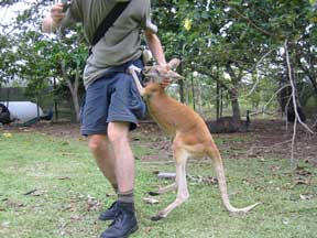 Innisfail: Tim and a Kangaroo