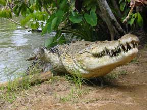 Innisfail: Crocodile