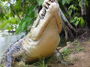 Innisfail: Crocodile