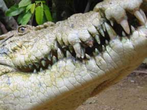 Innisfail: Crocodile Close-Up