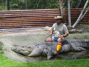 Innisfail: Riding a Crocodile