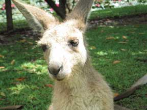 Innisfail: Kangaroo