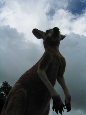 Innisfail: Attack of the 200 ft Kangaroo