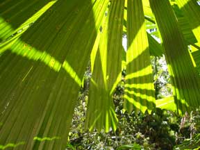 Mission Beach: Shades of Green