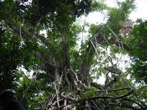 Mission Beach: A Huge Strangling Fig