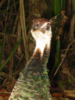 Mission Beach: A Peacock in the Rain Forest