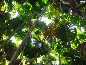 Mission Beach: A Green Roof in the Rain Forest