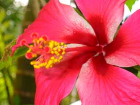 Mission Beach: Hibiscus