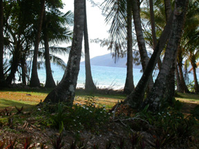 Mission Beach: Trees, Beach, Ocean, Islands