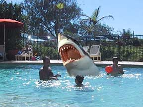 Jaws