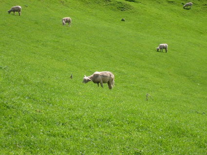 A New Zealand Sheep